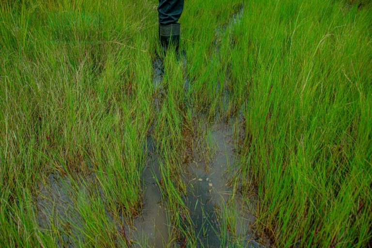 Budiriro Residents Vow to Protect Wetlands From Land Barons