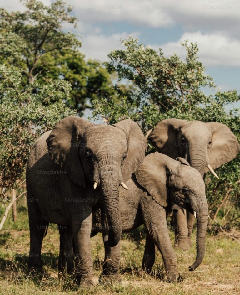 Zimbabwe Re-examining Elephant Conservation Strategy