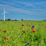 Rape field with flowers and renewable energy
