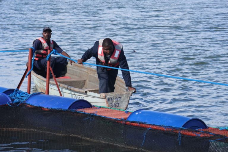 Kariba fish project set to boost Zimbabwe’s aquaculture drive