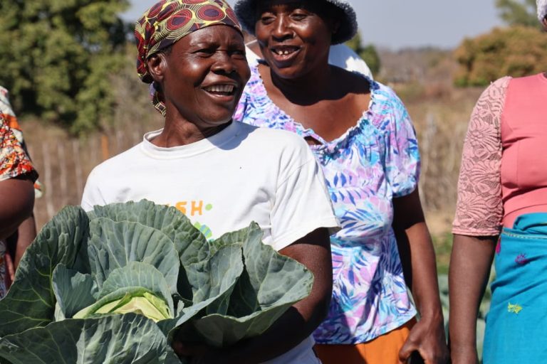 Cabbage harvest signals changing fortunes for Chivi women