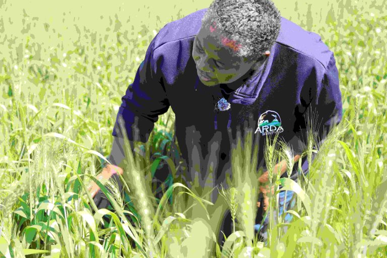 ARDA Seeds Targets hard-wheat Import Substitution
